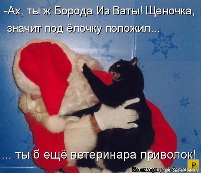 Новый год и рыжий кот — В мире животных: смешные фото питомцев и зверей