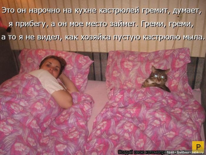 Новый год и рыжий кот — В мире животных: смешные фото питомцев и зверей