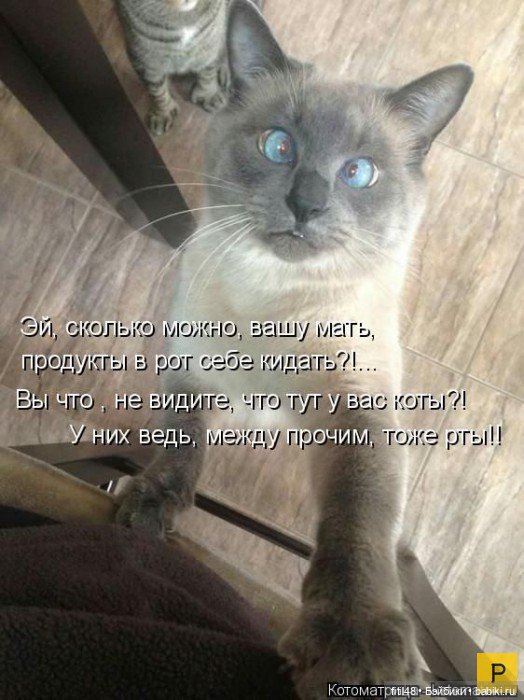 Новый год и рыжий кот — В мире животных: смешные фото питомцев и зверей