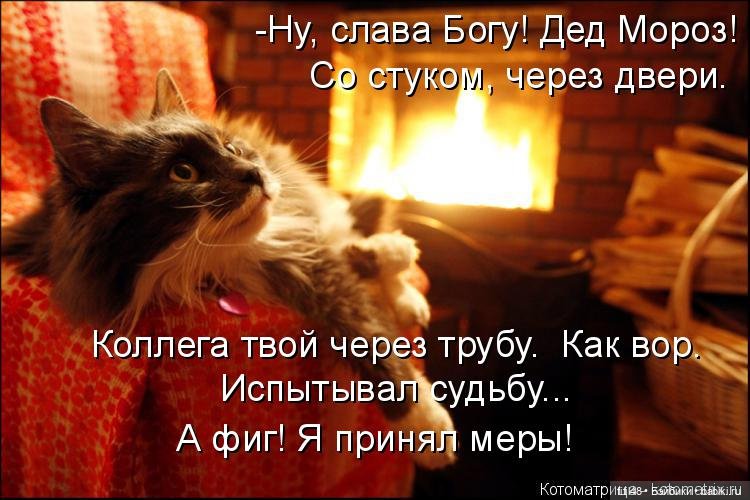 Новый год и рыжий кот — В мире животных: смешные фото питомцев и зверей (фото 3)