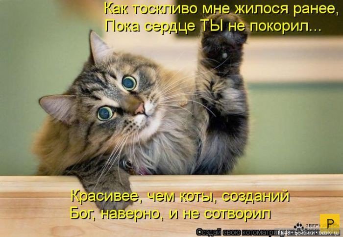 Новый год и рыжий кот — В мире животных: смешные фото питомцев и зверей