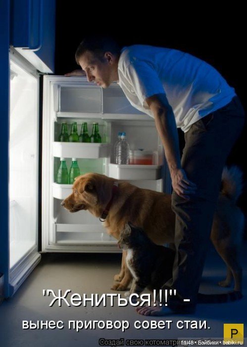 Новый год и рыжий кот — В мире животных: смешные фото питомцев и зверей