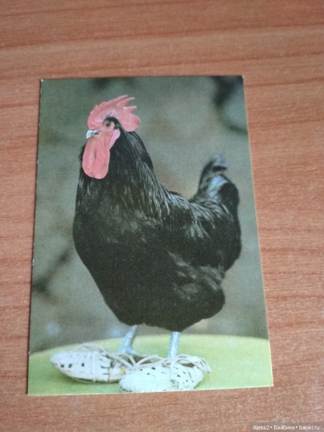 Мои карманные календарики Советский цирк из детства 3 часть