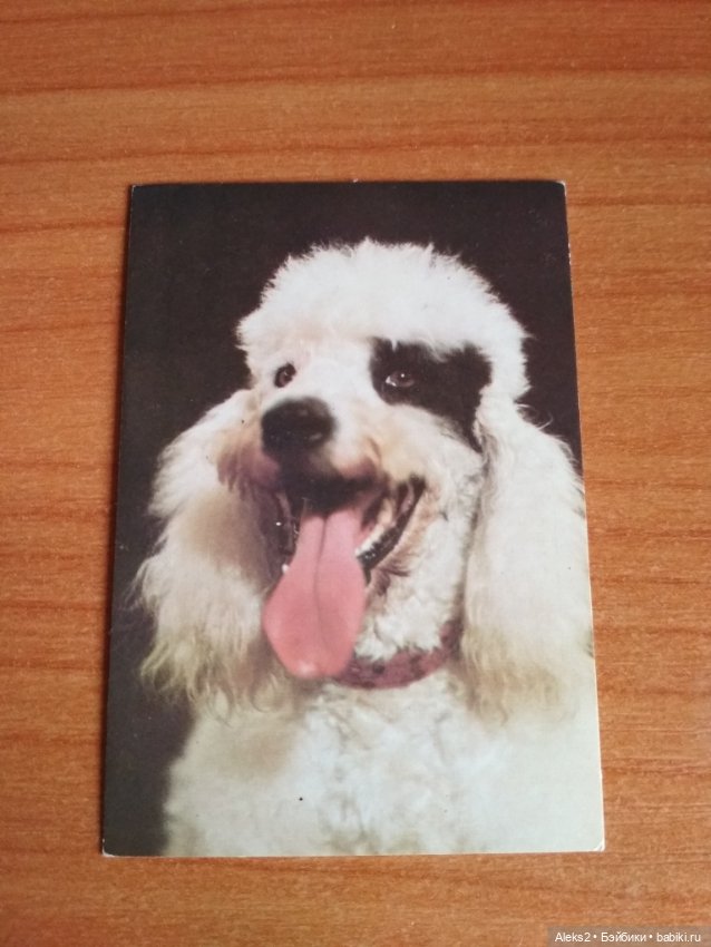 Мои карманные календарики Советский цирк из детства 8 часть