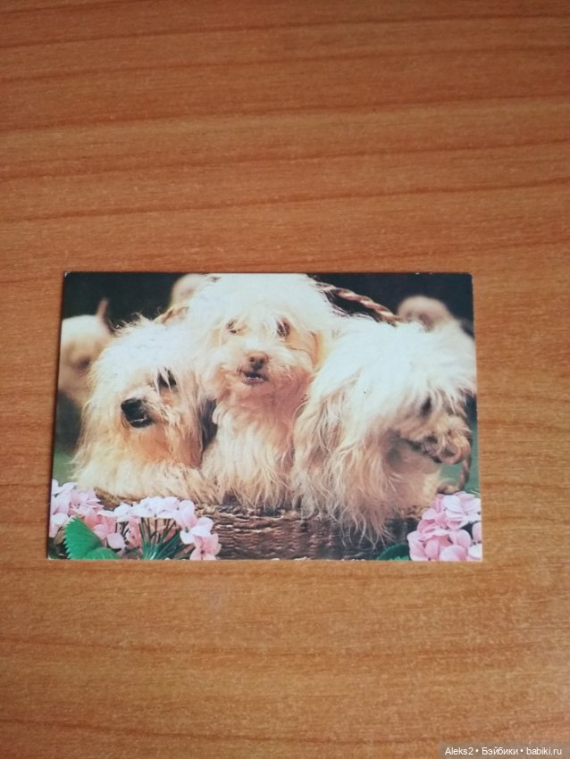 Мои карманные календарики Советский цирк из детства 8 часть