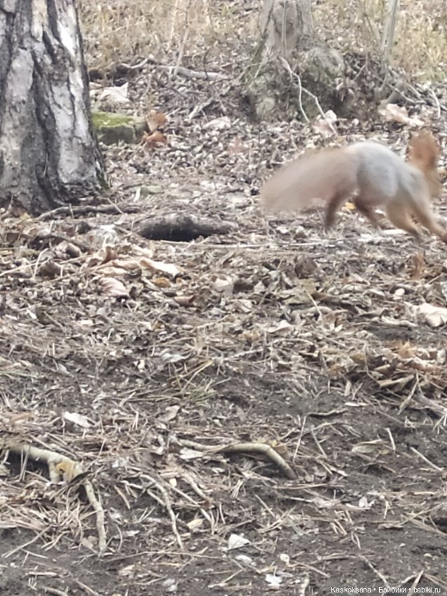 Лори, елки, Кисловодск — Куклы Lori (Лори): Battat