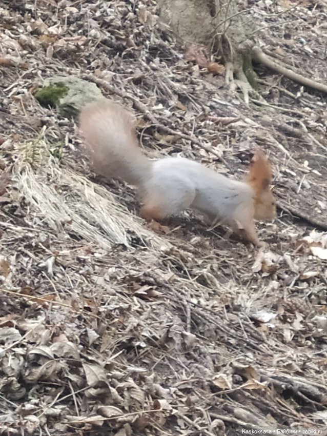 Лори, елки, Кисловодск — Куклы Lori (Лори): Battat