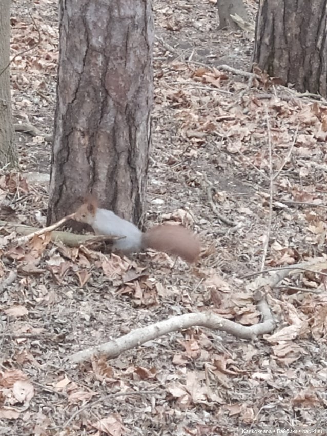 Лори, елки, Кисловодск — Куклы Lori (Лори): Battat