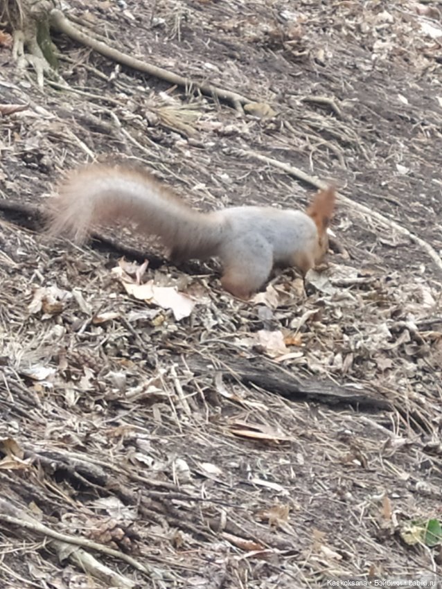 Лори, елки, Кисловодск — Куклы Lori (Лори): Battat