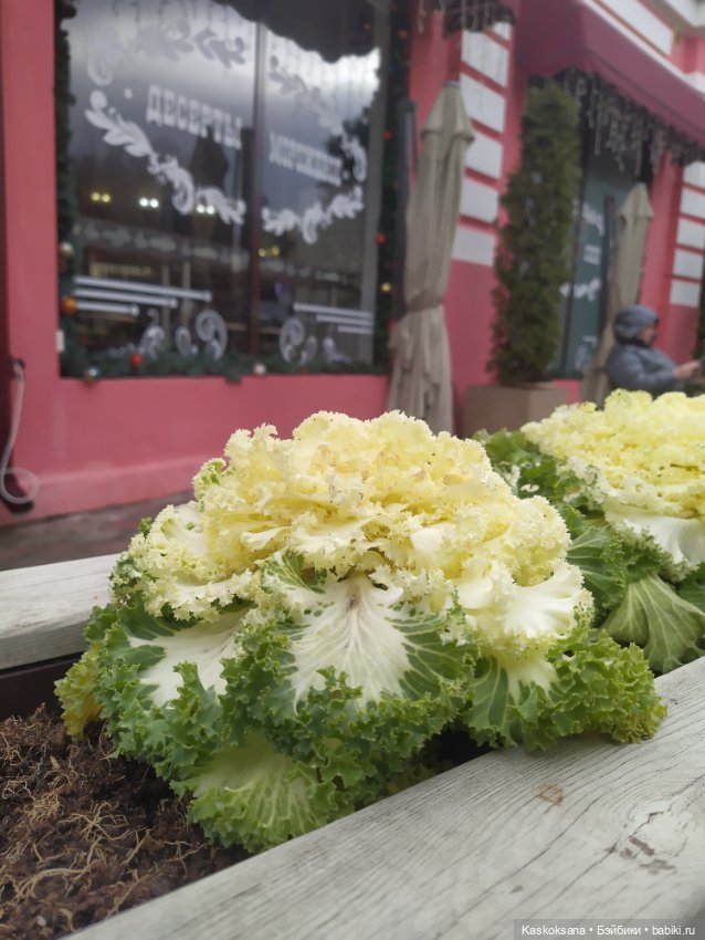 Лори, елки, Кисловодск — Куклы Lori (Лори): Battat (фото 9)