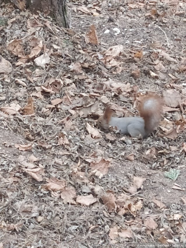 Лори, елки, Кисловодск — Куклы Lori (Лори): Battat