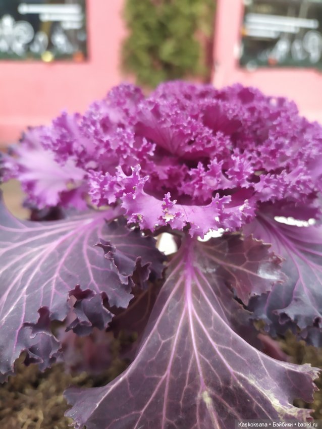 Лори, елки, Кисловодск — Куклы Lori (Лори): Battat