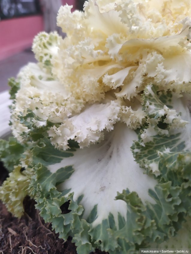 Лори, елки, Кисловодск — Куклы Lori (Лори): Battat (фото 10)