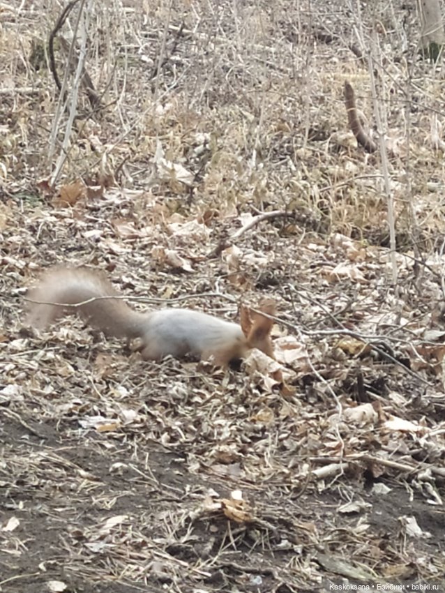 Лори, елки, Кисловодск — Куклы Lori (Лори): Battat
