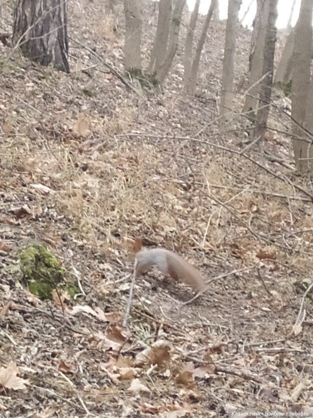 Лори, елки, Кисловодск — Куклы Lori (Лори): Battat