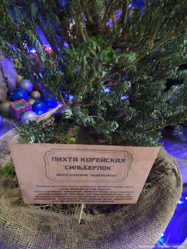 Лори, елки, Кисловодск — Куклы Lori (Лори): Battat