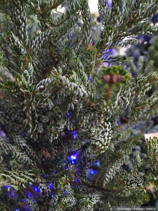 Лори, елки, Кисловодск — Куклы Lori (Лори): Battat