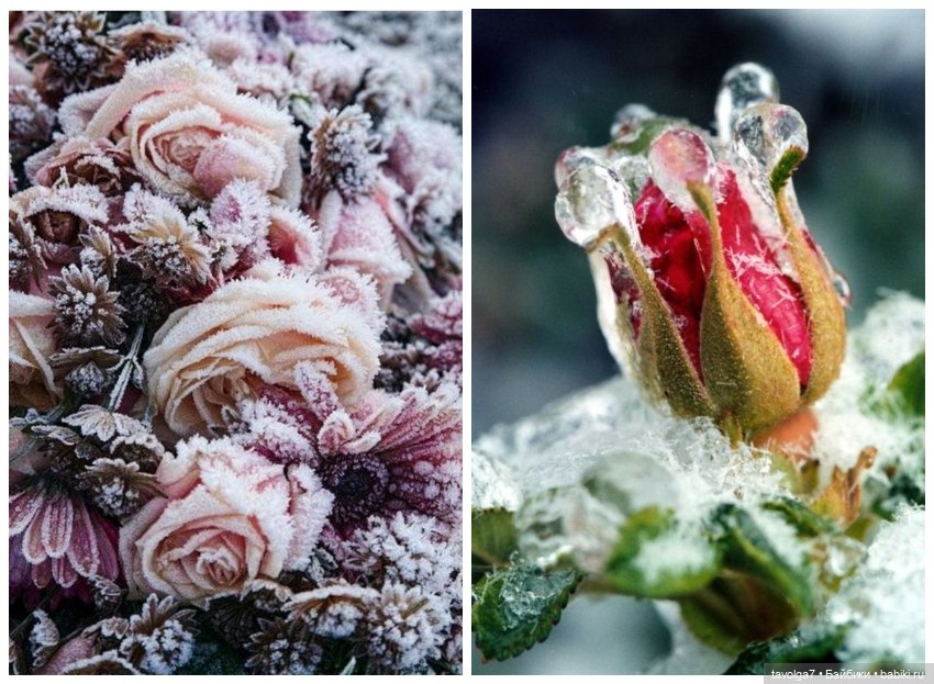 Цветотипы - переход Декабрь-Январь (фото 3)