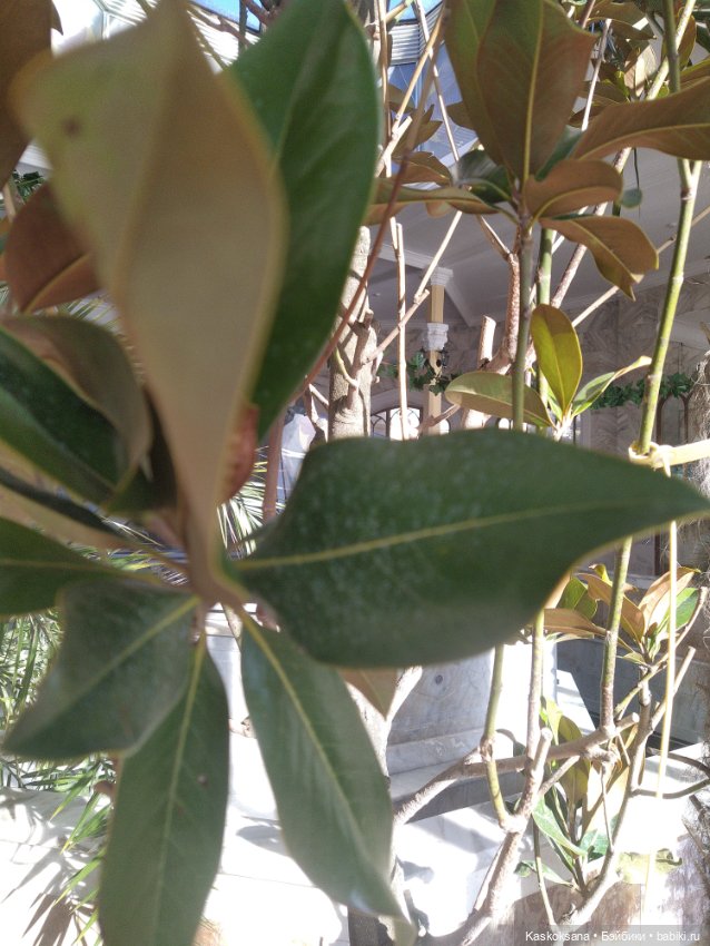 Солнце, сосны, Кисловодск