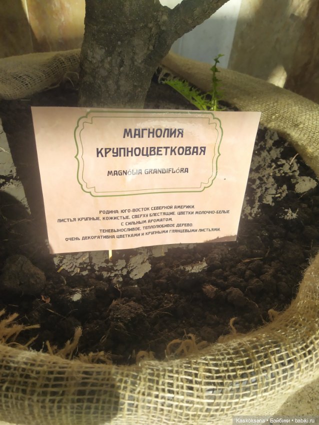 Солнце, сосны, Кисловодск