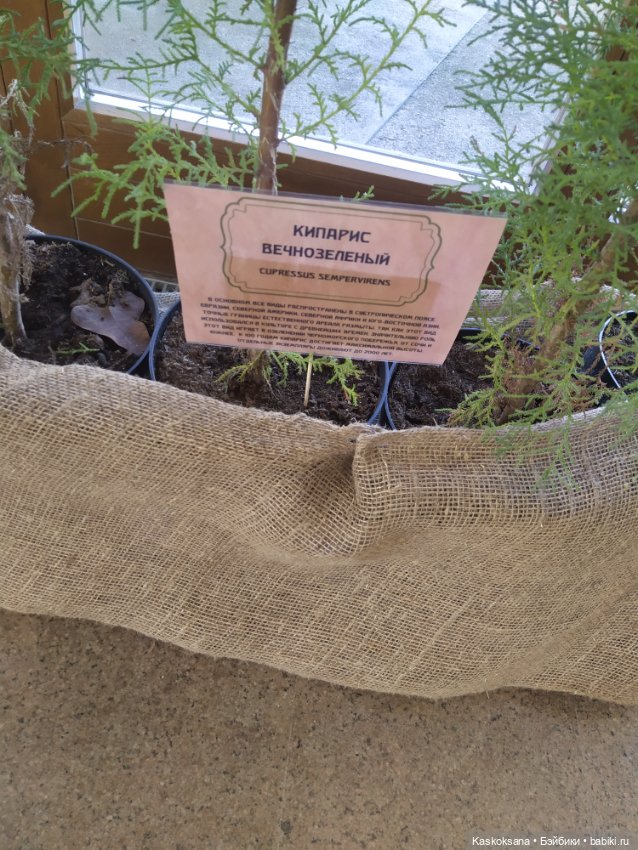 Солнце, сосны, Кисловодск