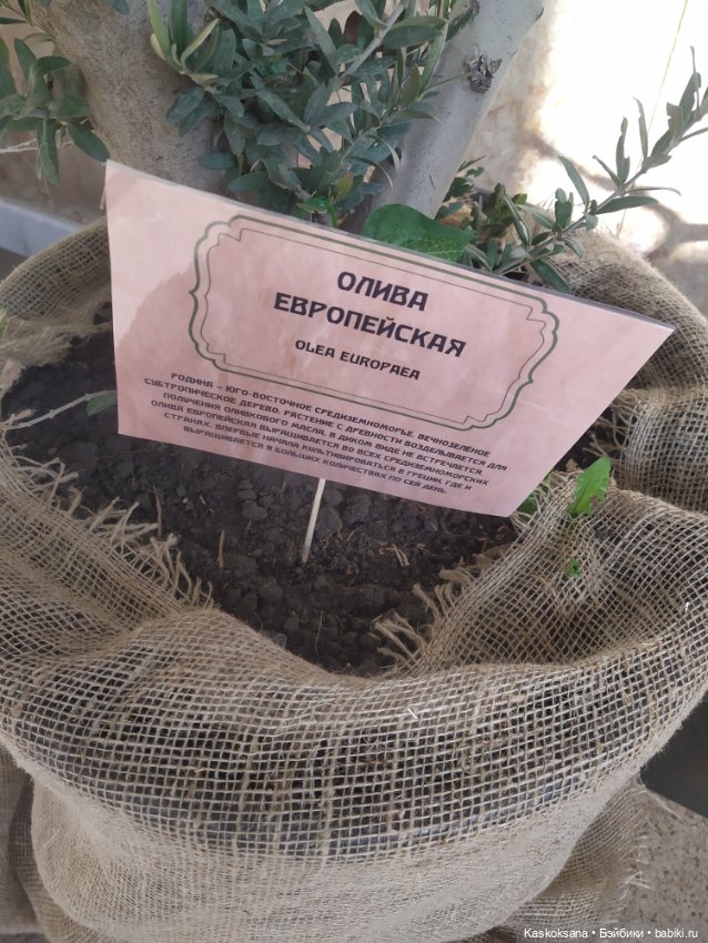 Солнце, сосны, Кисловодск