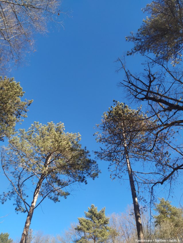 Солнце, сосны, Кисловодск