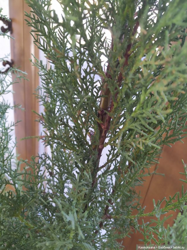 Солнце, сосны, Кисловодск