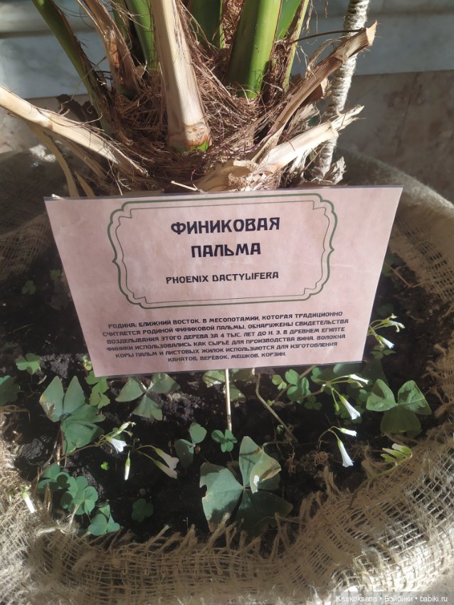 Солнце, сосны, Кисловодск