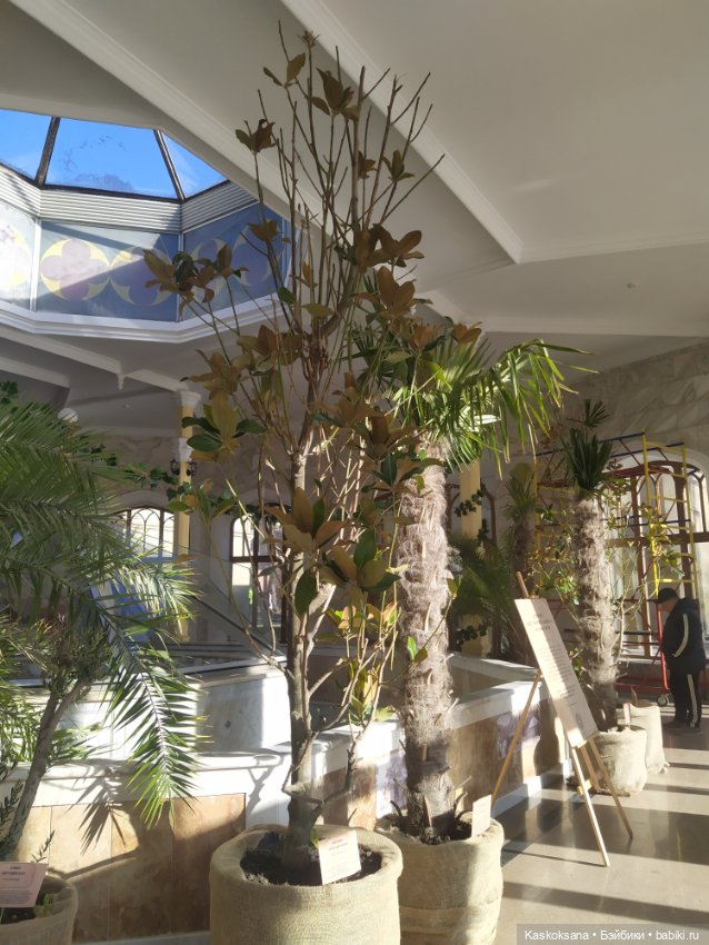 Солнце, сосны, Кисловодск