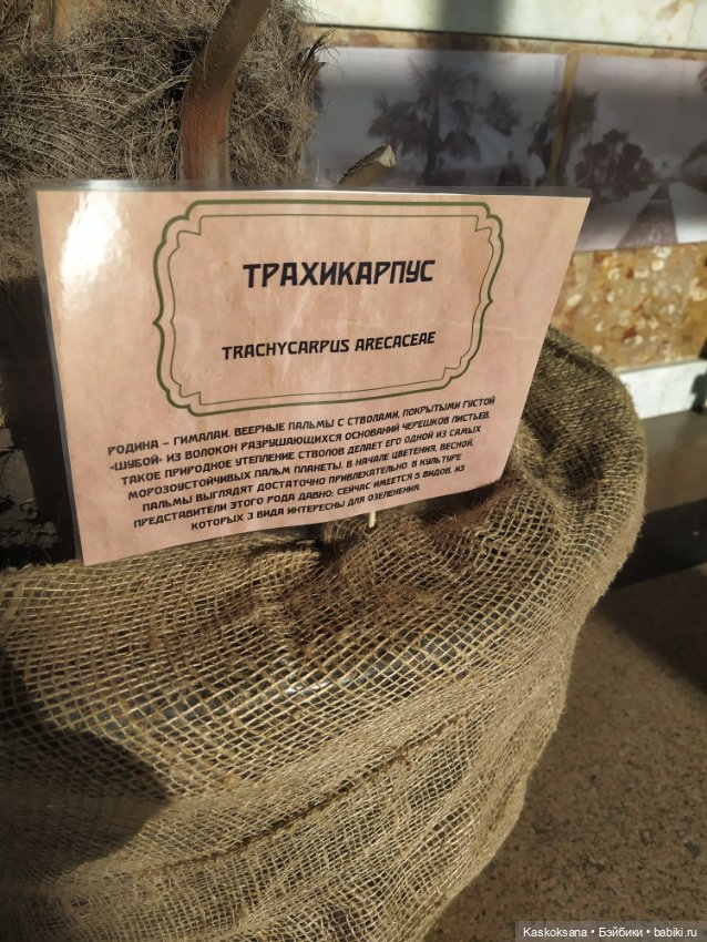 Солнце, сосны, Кисловодск