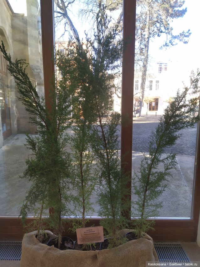 Солнце, сосны, Кисловодск