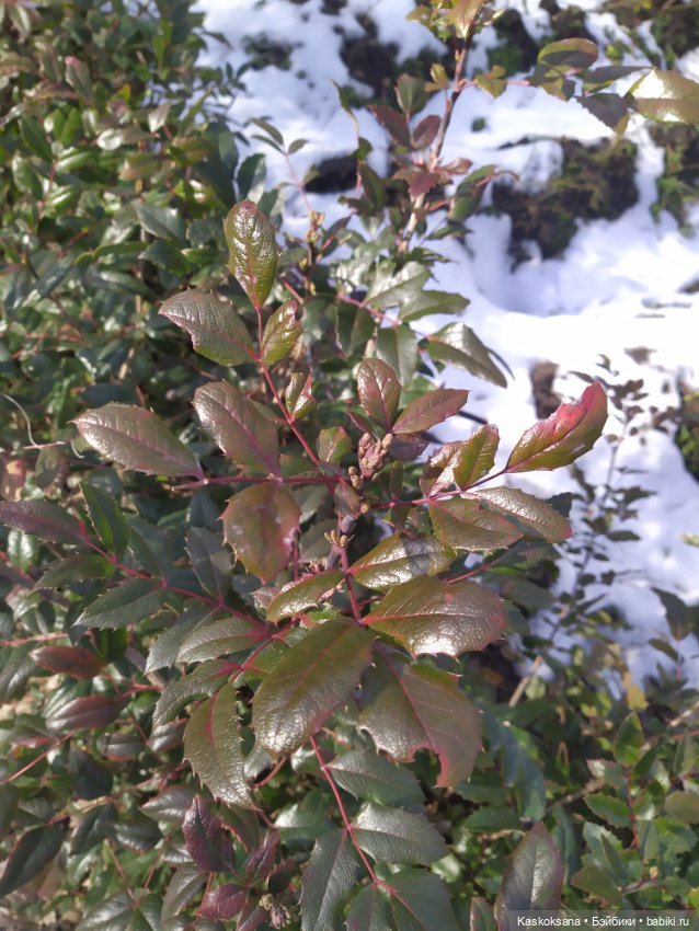 Солнце, сосны, Кисловодск