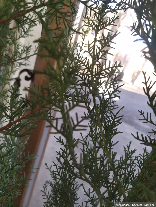 Солнце, сосны, Кисловодск