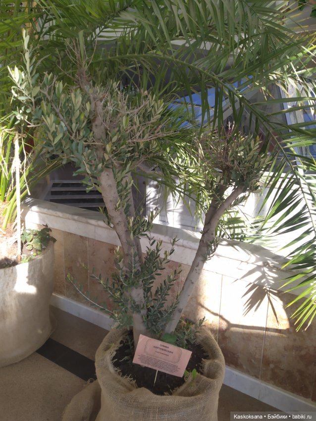 Солнце, сосны, Кисловодск