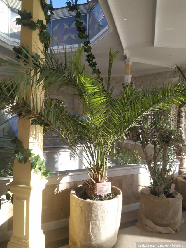 Солнце, сосны, Кисловодск