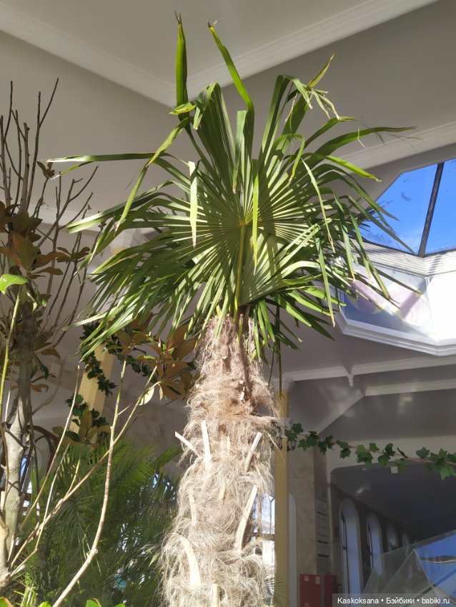 Солнце, сосны, Кисловодск