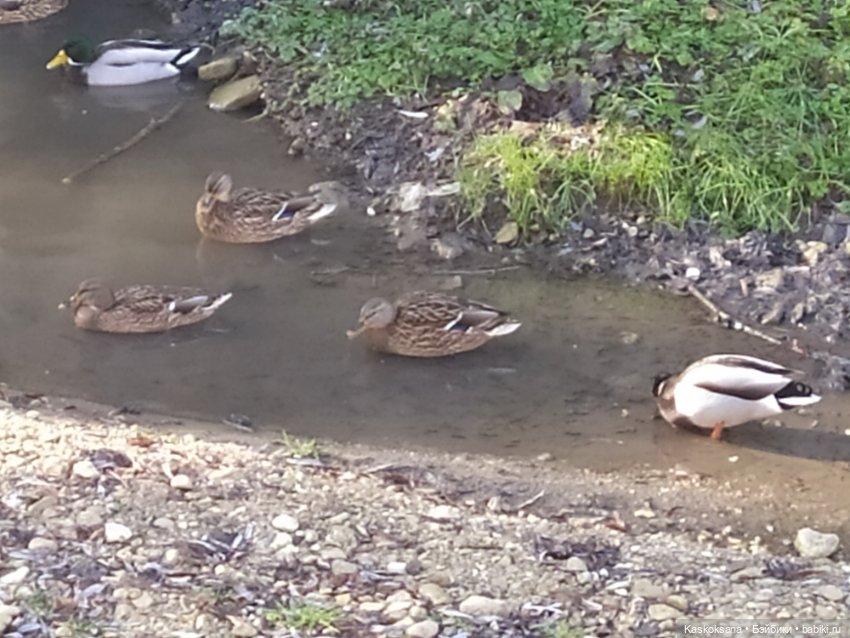 Солнце, сосны, Кисловодск