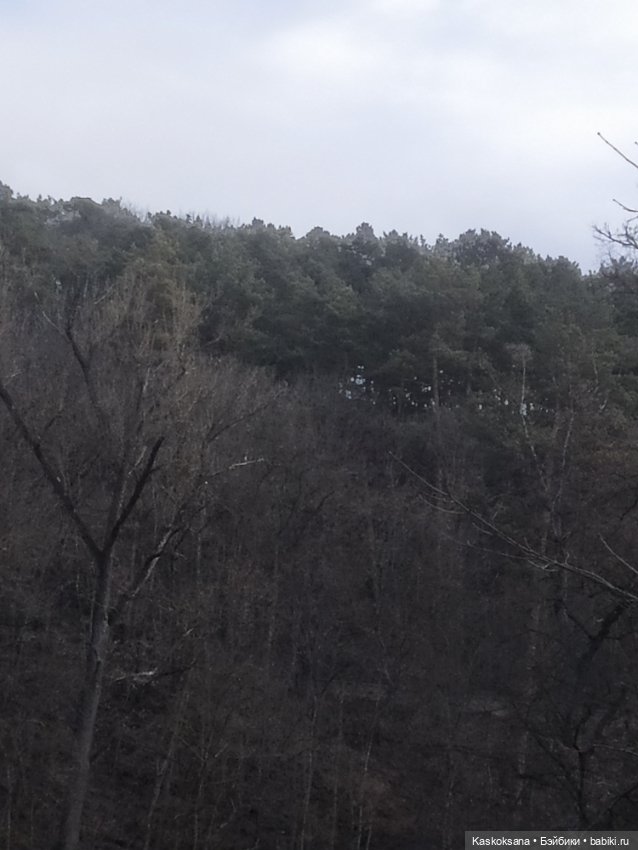 Солнце, сосны, Кисловодск (фото 6)