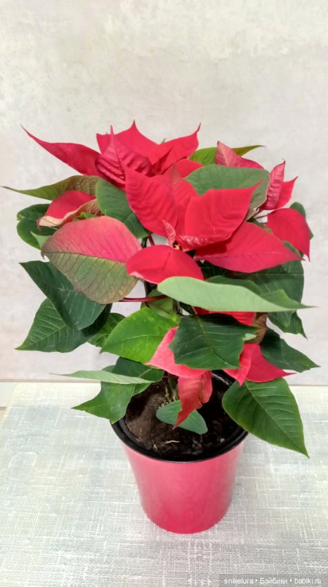 Рождественская звезда или есть ли жизнь без ëлки