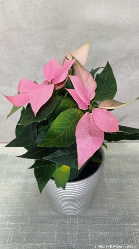 Рождественская звезда или есть ли жизнь без ëлки (фото 2)