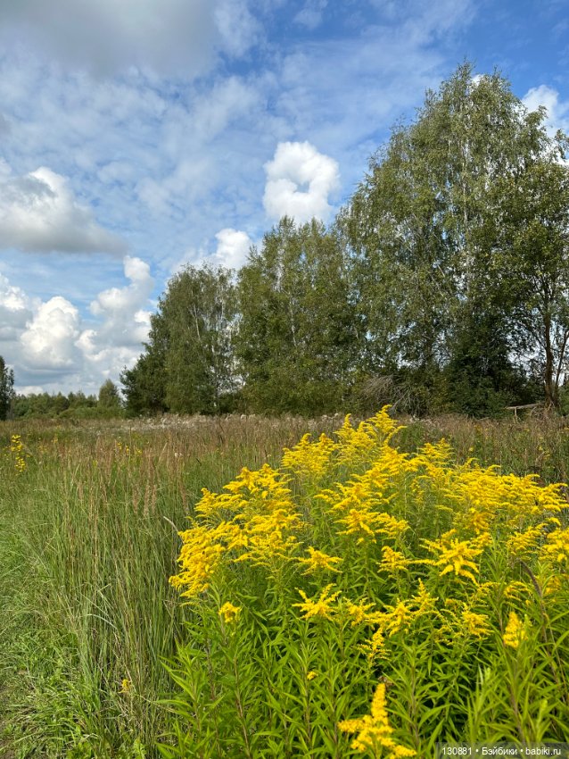 Последняя жена Синей Бороды
