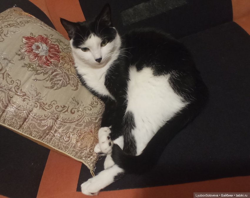 Моя кошачья коллекция — Фарфоровые статуэтки и фигурки: винтаж (фото 8)