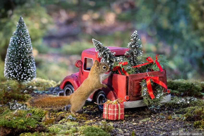 Миниатюры с белками от Nancy Rose (фото 5)