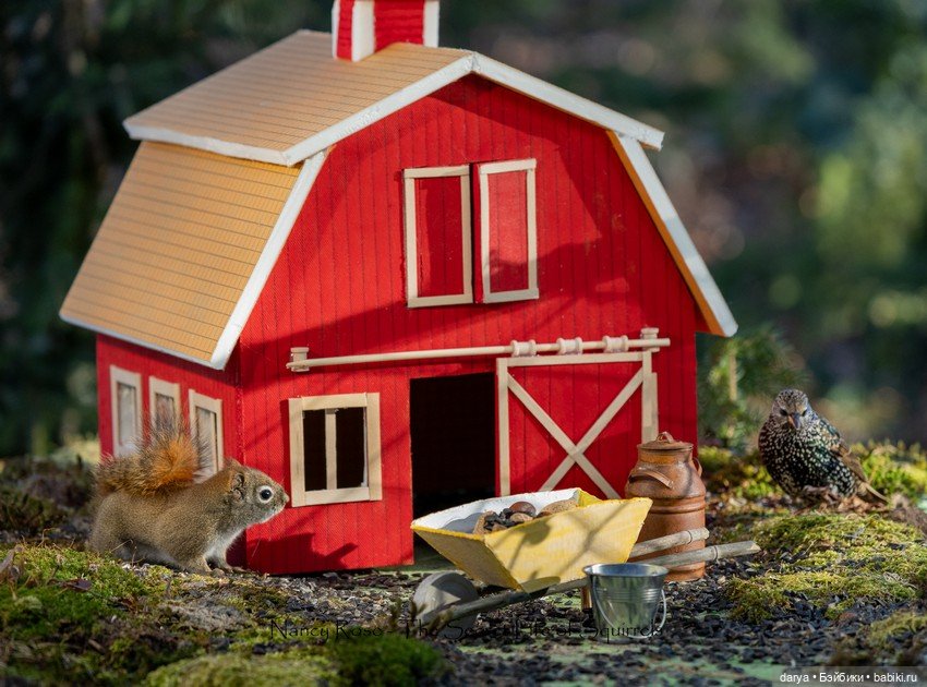 Миниатюры с белками от Nancy Rose