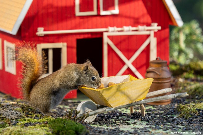 Миниатюры с белками от Nancy Rose