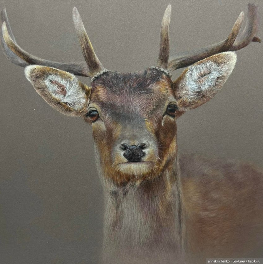 Гиперреалистичные портреты животных от Bonny Snowdon