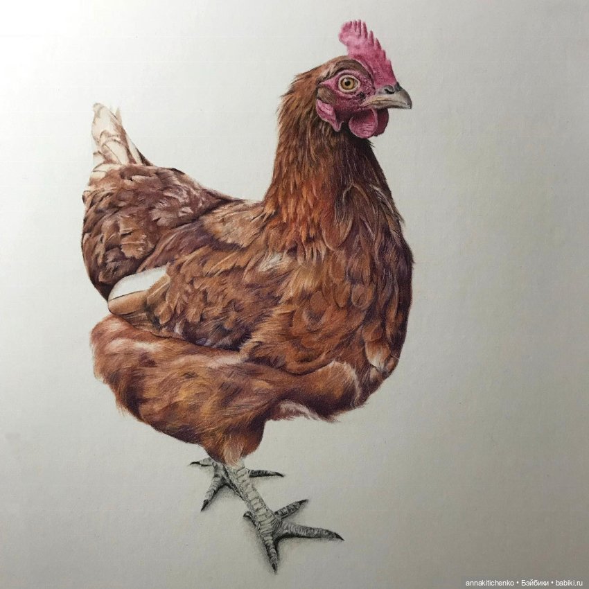 Гиперреалистичные портреты животных от Bonny Snowdon