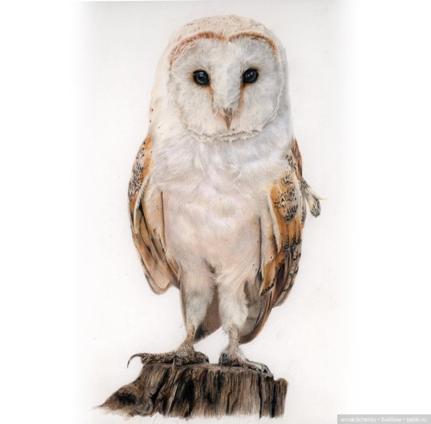 Гиперреалистичные портреты животных от Bonny Snowdon