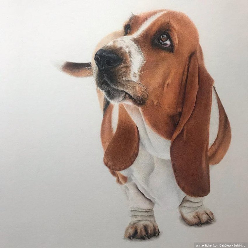 Гиперреалистичные портреты животных от Bonny Snowdon